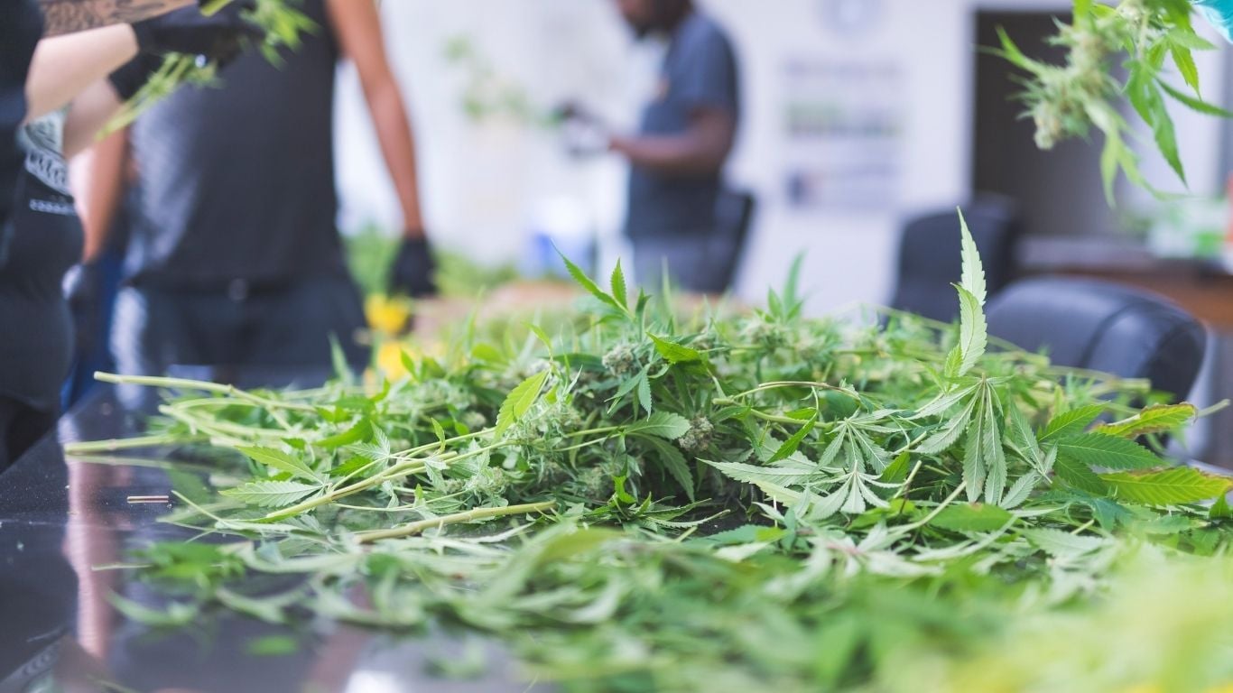 Being a Good Neighbour: How Cannabis Facilities Can Reduce Odor Complaints and Zoning Risk Being a Good Neighbour: How Cannabis Facilities Can Reduce Odor Complaints and Zoning Risk